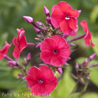 Phlox Miss Mary