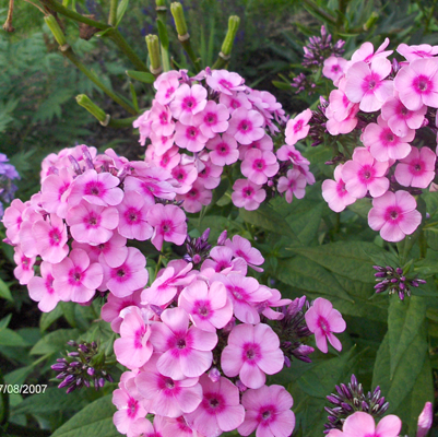 Phlox Miss Pepper