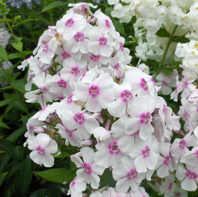 Phlox Nadejda Pavlova