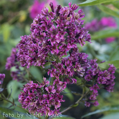 Phlox Natural Feelings