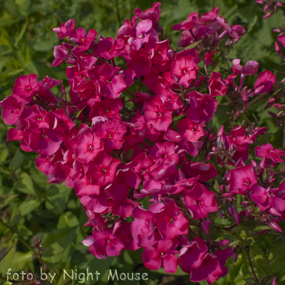 Phlox Newbird