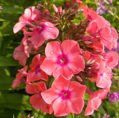 Phlox Orange Perfect