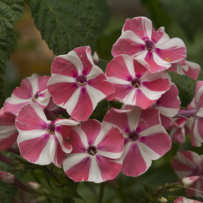 Phlox Peppermint Twist