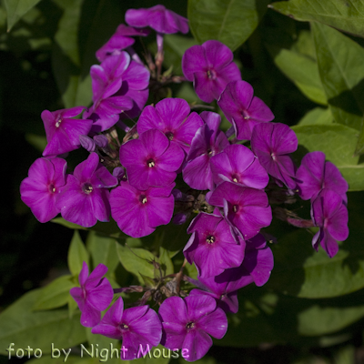 Phlox Purple Flame