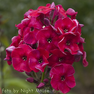 Phlox Red Flame