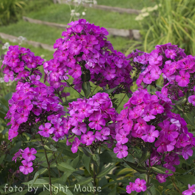 Phlox Red Riding Hood