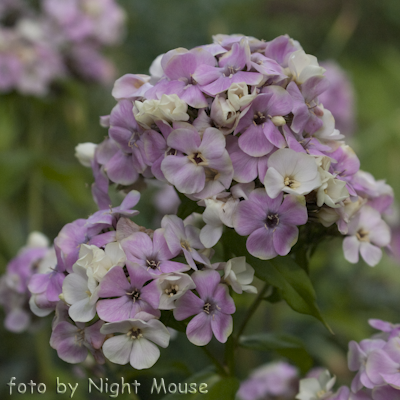 Phlox Sherbet Cocktail