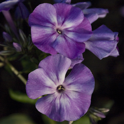 Phlox Shternhimmel