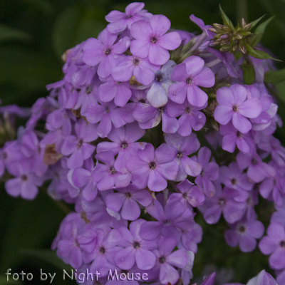 Phlox Sky Sopapier