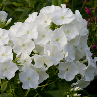 Phlox white