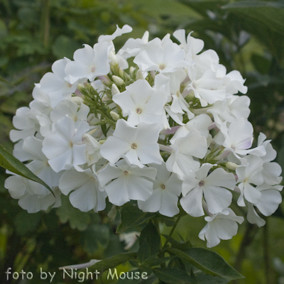 Phlox White Flame