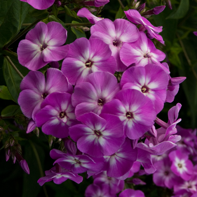 Phlox Wilhelm Kesselring