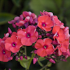 Phlox Aida