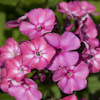 Phlox Alexandra