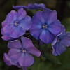 Phlox Blue Paradise