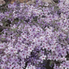 Phlox Chattahoochee