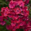 Phlox Cinderella