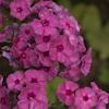 Phlox Classic Cassis