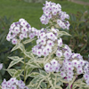 Phlox Darwin`s Joyce