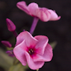 Phlox Ferris Wheel