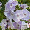 Phlox Furioso