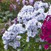 Phlox Jukovskii