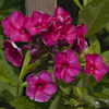 Phlox Juliglut