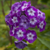 Phlox Laura