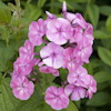 Phlox Lizzy