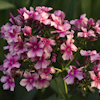 Phlox Miss Elie