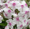 Phlox Nadejda Pavlova