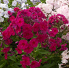 Phlox Newbird