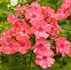 Phlox Orange Perfect