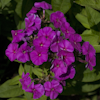 Phlox Purple Flame