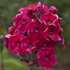 Phlox Red Flame