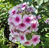 Phlox Rumyanui