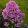 Phlox Viking