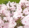 Phlox white-rose