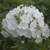 Phlox White Flame