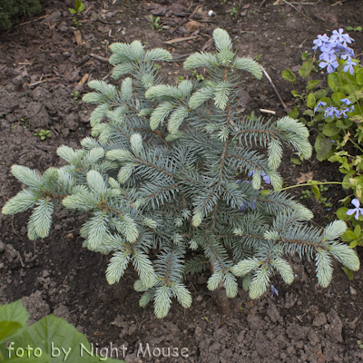 Picea Baby Blue Eyes