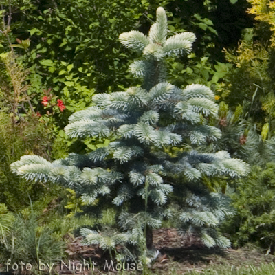 Picea Bialobok