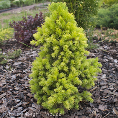 Picea Biesenth Fruhling