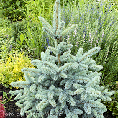 Picea Blue Mountin