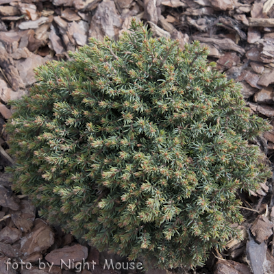 Picea Blue Planet