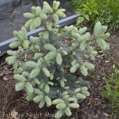 Picea Blue Trinket