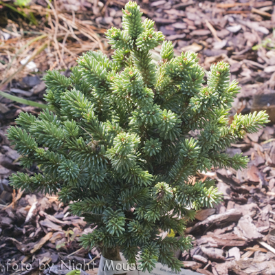 Picea Cecilia