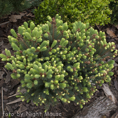 Picea Eagle Rock