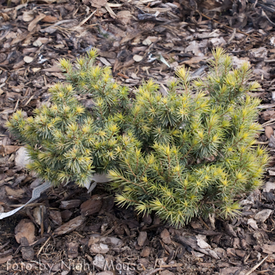 Picea Echiniformis