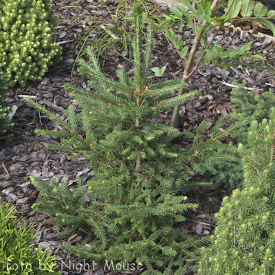 Picea Elegans