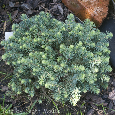 Picea Kuba